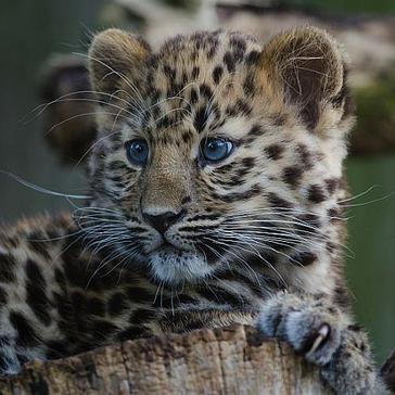 serengeti