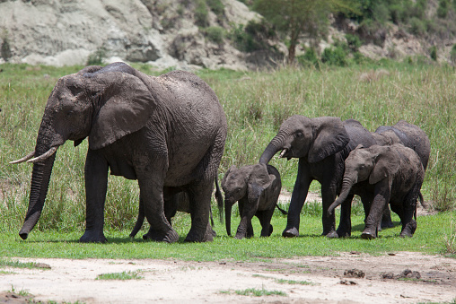 A Family of Gentle Giants