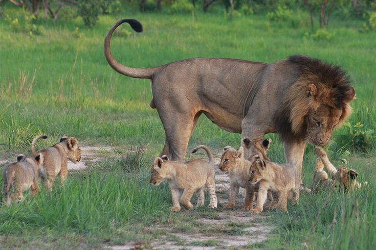 african-lion-with-cubs-tanzania-safari.jpg
