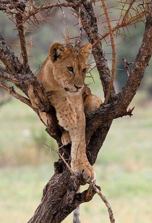 Lakes, Baobabs & Crater Discovery safari photo
