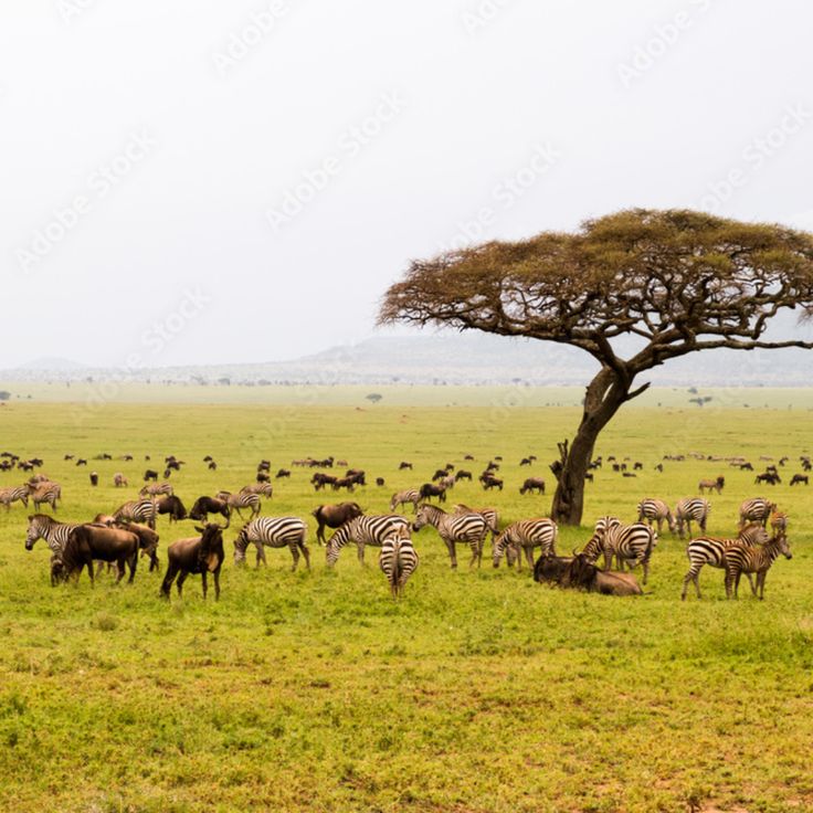The Tanzania Classic safari photo