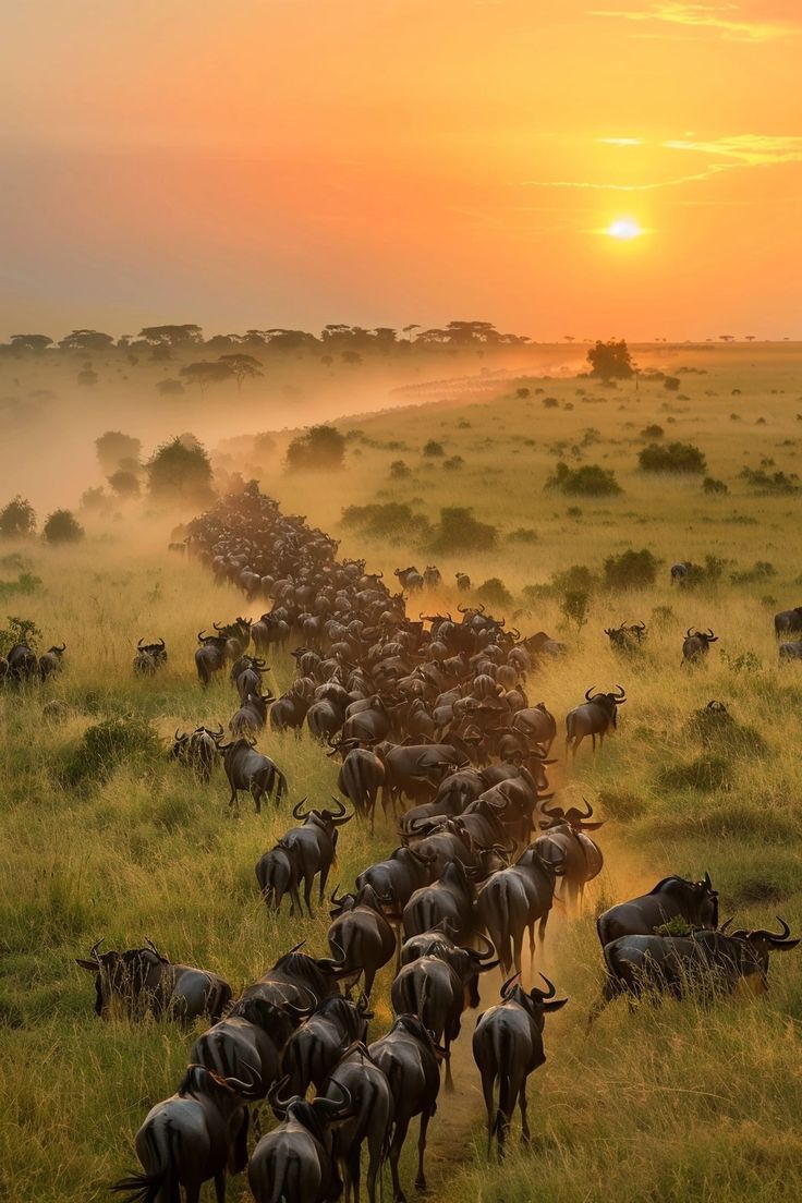 Savannah to Crater Journey safari photo