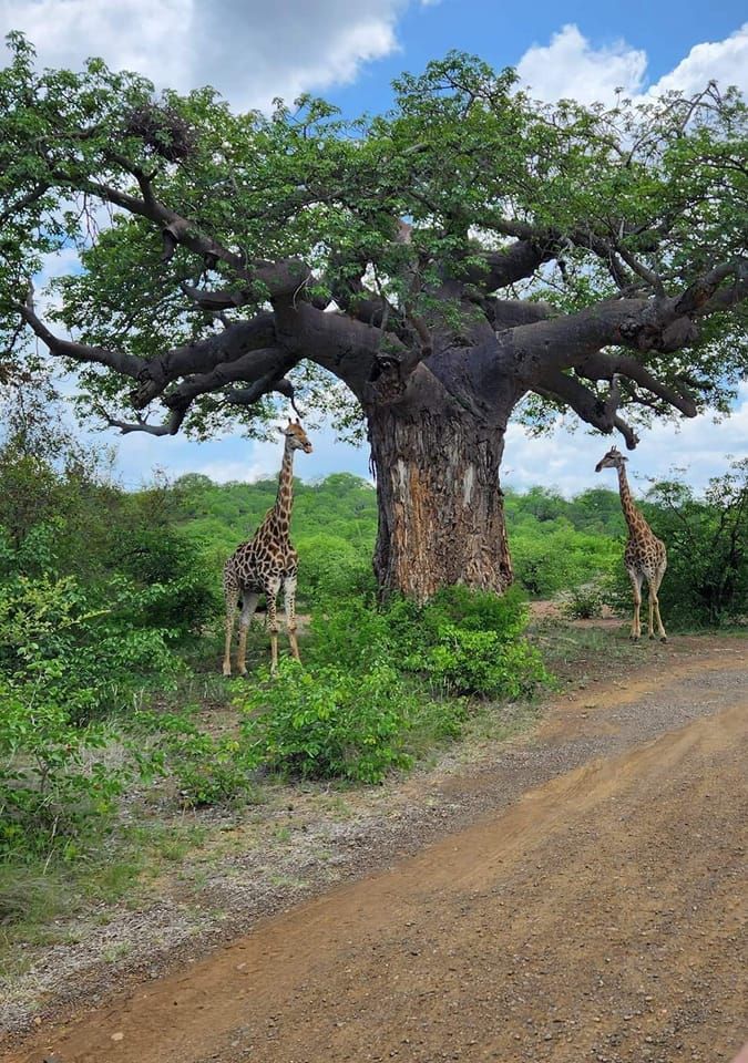 Baobabs & Crater Escape safari photo