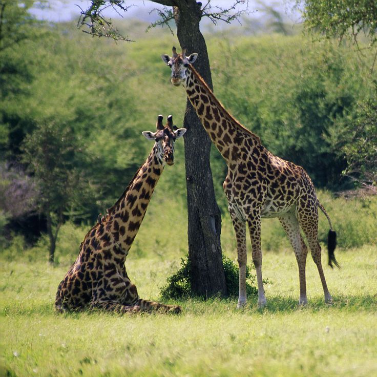 Elephants & Rift Valley Wonders safari photo
