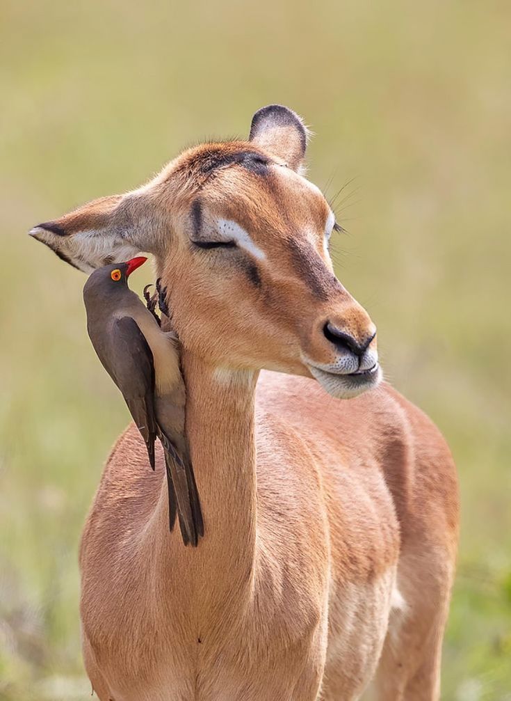 The Tanzania Classic