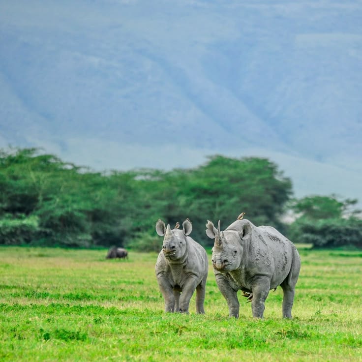 Elephants & Rift Valley Wonders safari photo