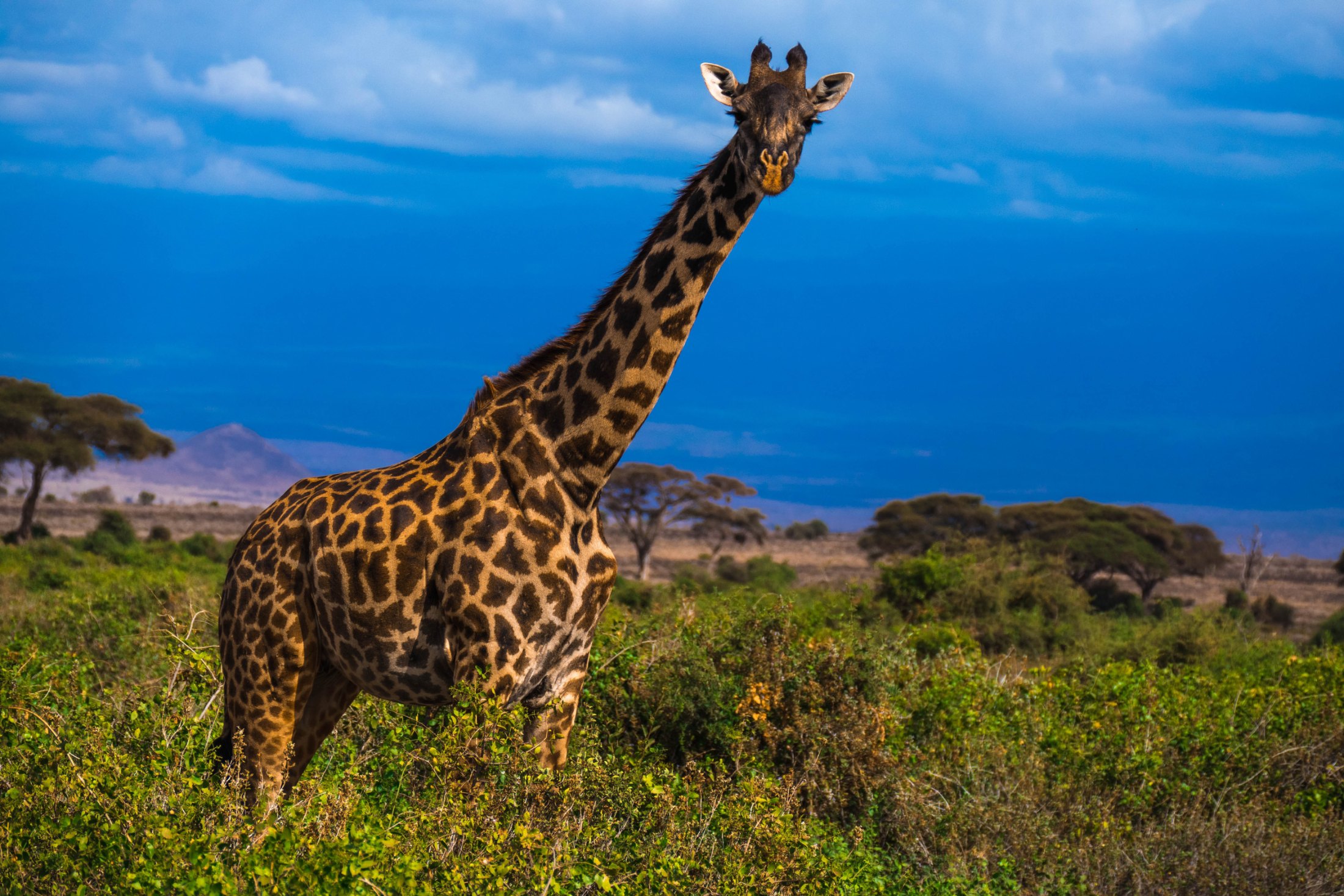 3-Day Tarangire, Lake Manyara & Ngorongoro Safari